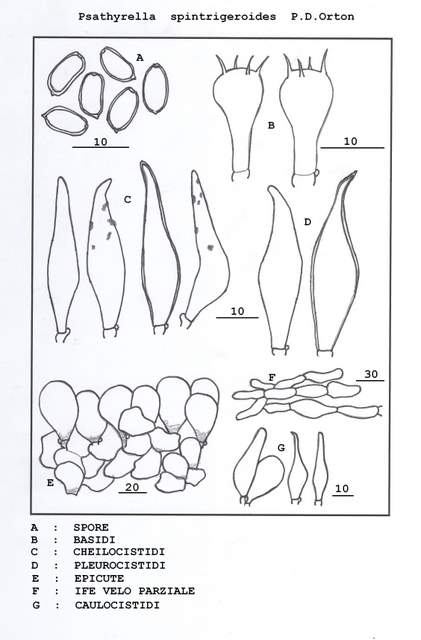 Psathyrella  spintrigeroides      P.D.Orton